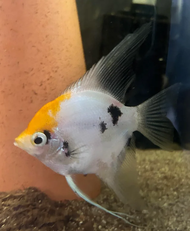Koi Angel Fish